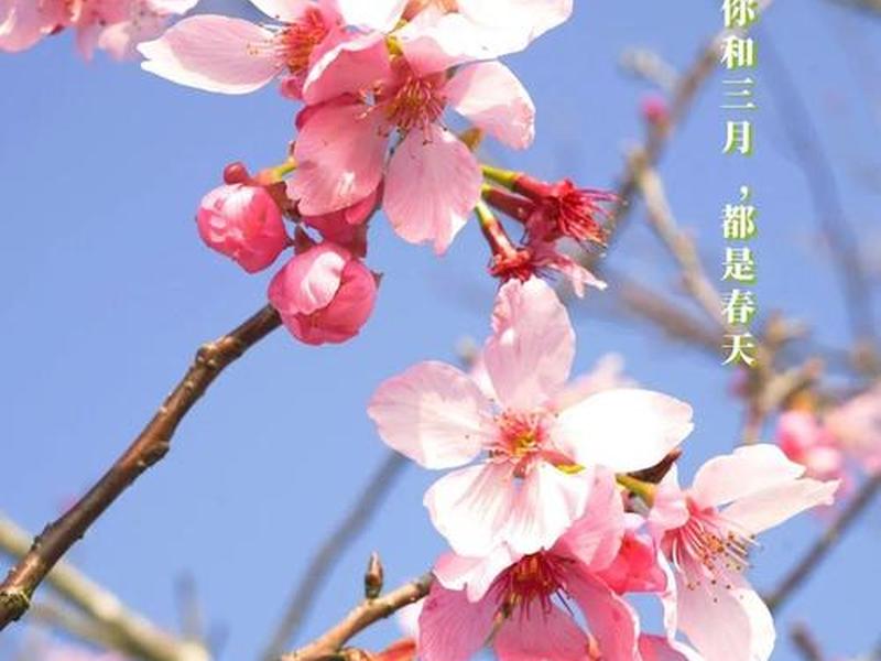 樱花主页(樱花官网主页) 樱花主页(樱花官网主页)