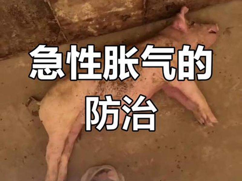 猪夜间胀气死亡的原因、猪夜间胀气死亡的原因分析 猪夜间胀气死亡的原因、猪夜间胀气死亡的原因分析