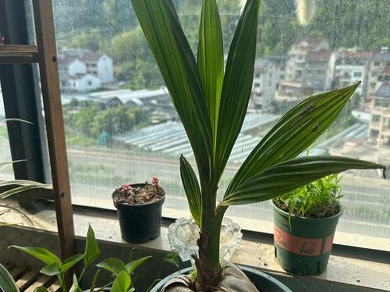 椰子大棚种植技术 椰子大棚种植技术与管理 椰子大棚种植技术 椰子大棚种植技术与管理