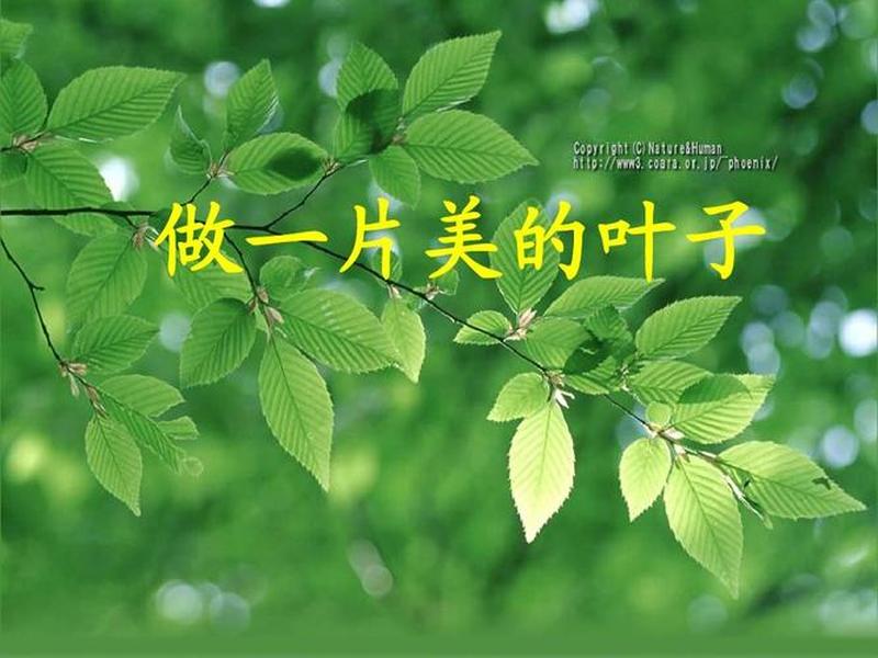 叶子账号搭建教学 叶子新账号 叶子账号搭建教学 叶子新账号