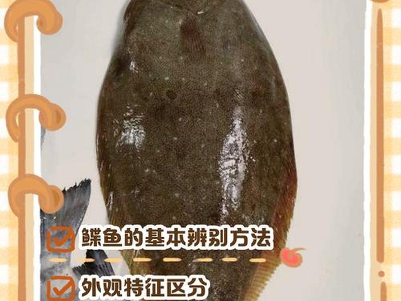 鳎目鱼挑选技巧 - 鳎目鱼怎么挑选 鳎目鱼挑选技巧 - 鳎目鱼怎么挑选