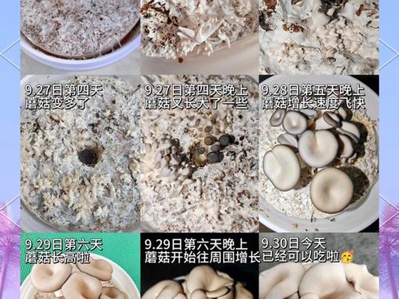 小蘑菇培育攻略;小蘑菇培育攻略大全 小蘑菇培育攻略;小蘑菇培育攻略大全