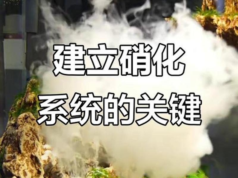 如何快速建立;如何快速建立硝化系统 如何快速建立;如何快速建立硝化系统