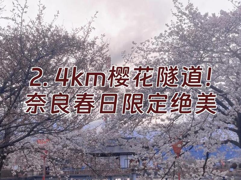 樱花创建完隧道怎么操作(樱花怎么建房子) 樱花创建完隧道怎么操作(樱花怎么建房子)