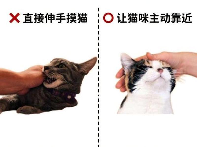 皮皮喵使用教程（如何使用皮皮喵）