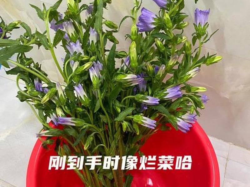 手机风铃建站教程(风铃建站模板) 手机风铃建站教程(风铃建站模板)
