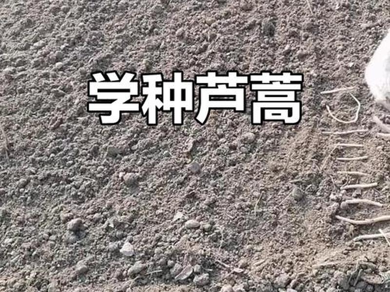 芦蒿苗育苗方法;芦蒿苗育苗方法有哪些 芦蒿苗育苗方法;芦蒿苗育苗方法有哪些