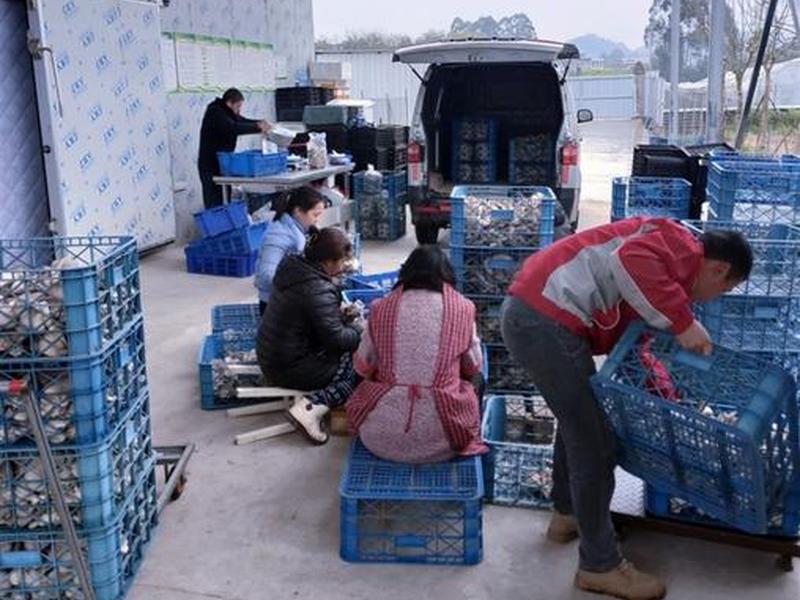 小蘑菇科技公司兼职真的吗 小蘑菇科技有限责任公司兼职 小蘑菇科技公司兼职真的吗 小蘑菇科技有限责任公司兼职