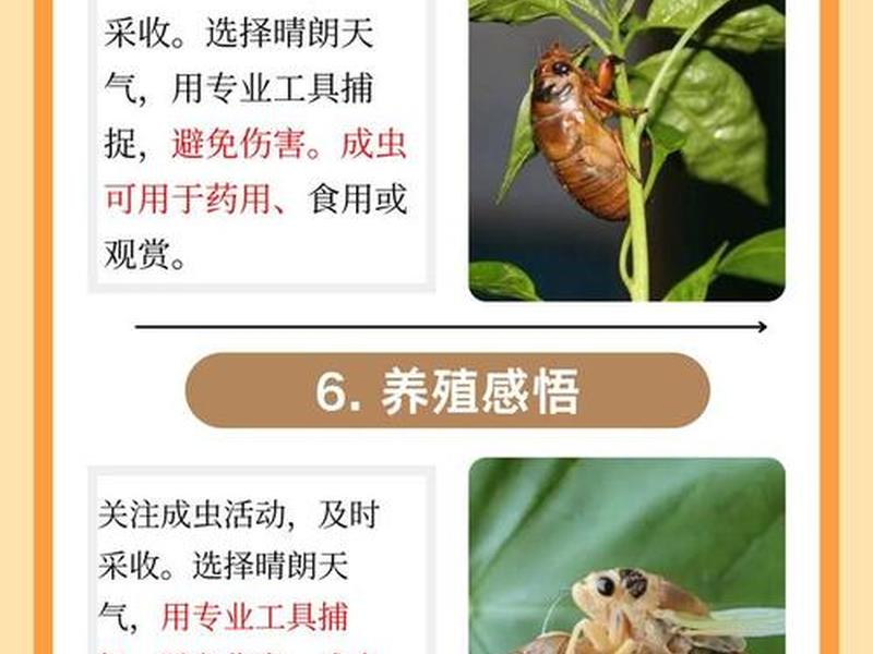 鸣蝉建站教程,鸣蝉建站的好处 鸣蝉建站教程,鸣蝉建站的好处