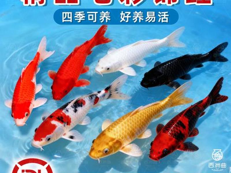 鱼总商业模式咨询 养鱼商业模式 鱼总商业模式咨询 养鱼商业模式