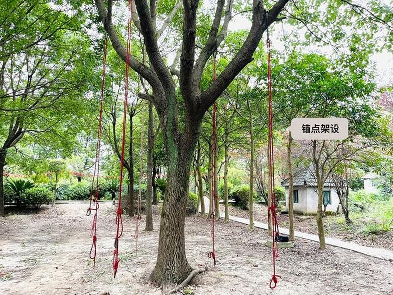 攀树锚点搭建教学,攀树视频教学视频 攀树锚点搭建教学,攀树视频教学视频