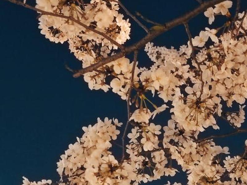 无夜之月、无月之夜樱花