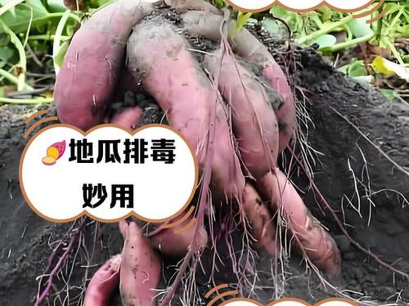 三分钟讲透经典下地瓜疗法指的是什么 地瓜疗法有科学依据吗 三分钟讲透经典下地瓜疗法指的是什么 地瓜疗法有科学依据吗