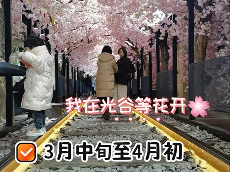樱花创建隧道教程 - 樱花隧道在哪里 樱花创建隧道教程 - 樱花隧道在哪里