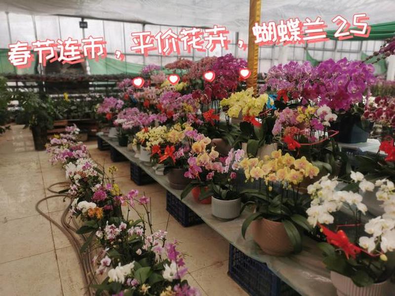 平顶山贸易市场 - 平顶山贸易市场花朵价格 平顶山贸易市场 - 平顶山贸易市场花朵价格