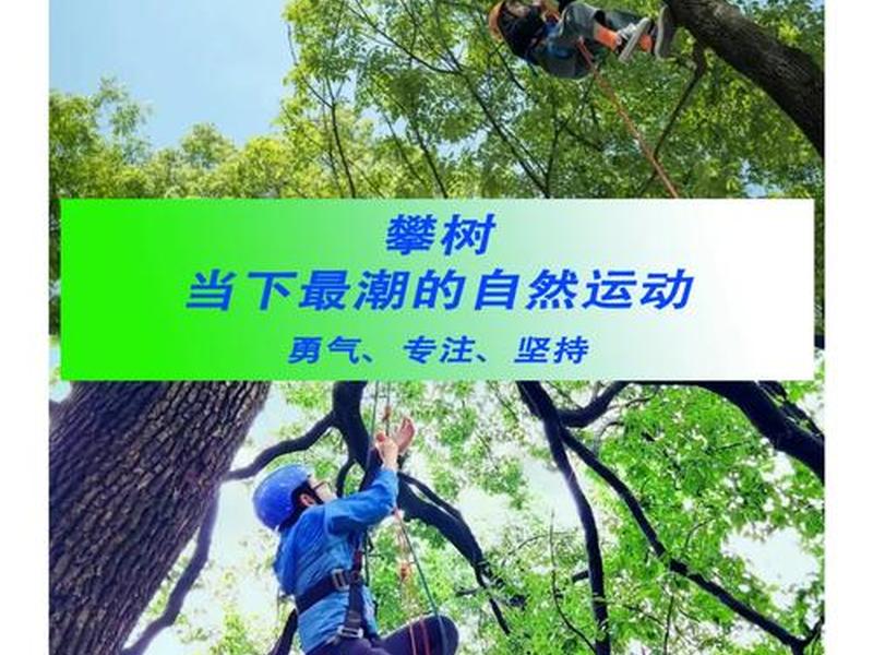 攀树系统(攀树起源于哪个国家) 攀树系统(攀树起源于哪个国家)