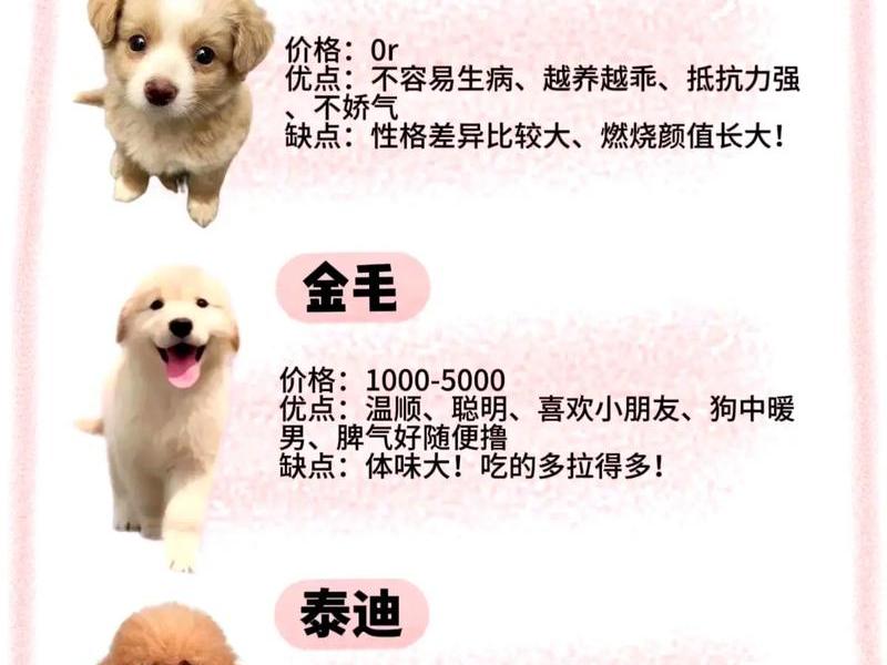 零基础新手养什么小狗合适,新手养什么狗狗合适 零基础新手养什么小狗合适,新手养什么狗狗合适