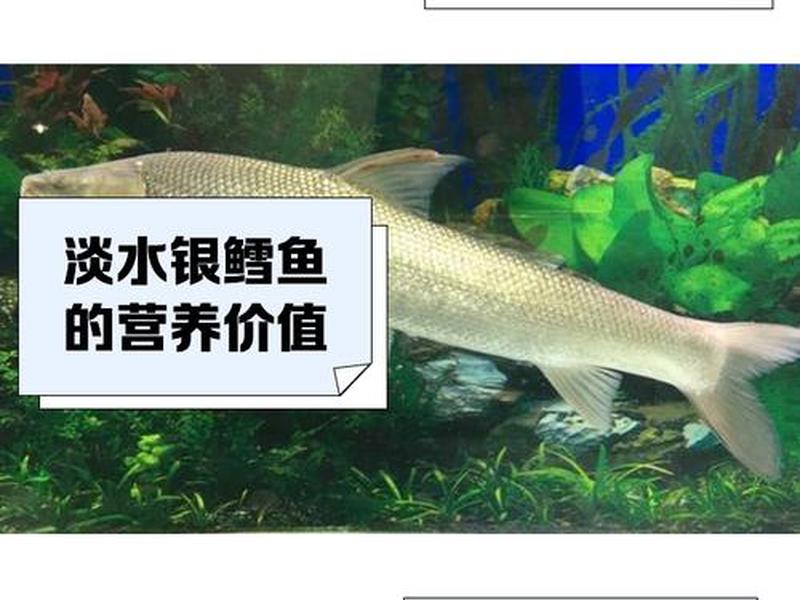 鳕鱼养殖要求条件;鳕鱼养殖要求条件有哪些 鳕鱼养殖要求条件;鳕鱼养殖要求条件有哪些