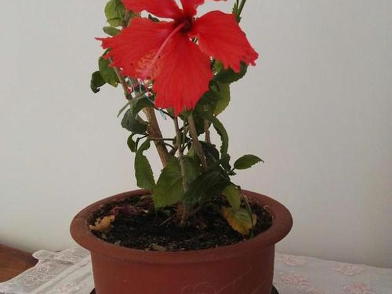 如花介绍 如花简介 如花介绍 如花简介