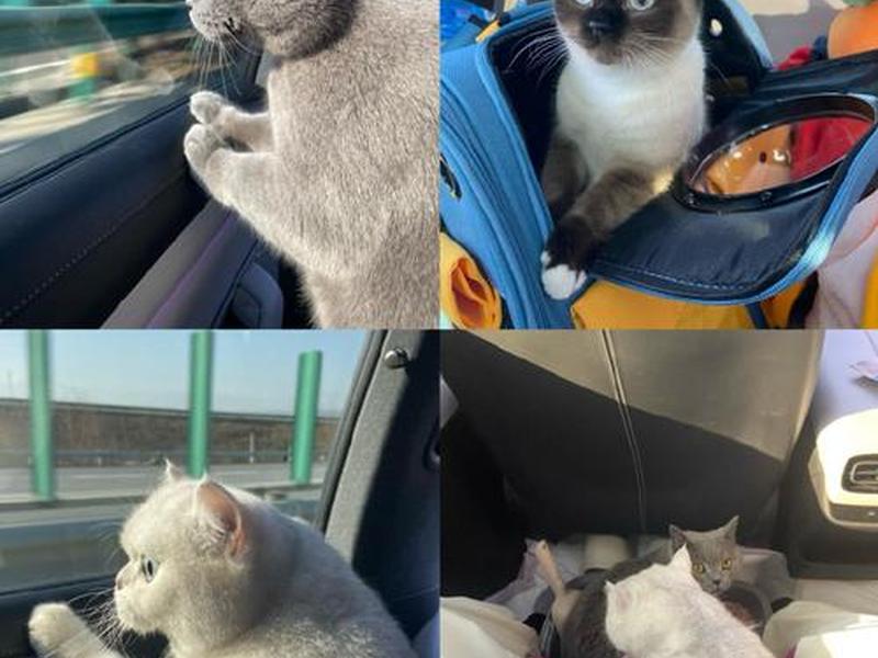 猫哥开大巴、猫哥开大巴车 猫哥开大巴、猫哥开大巴车