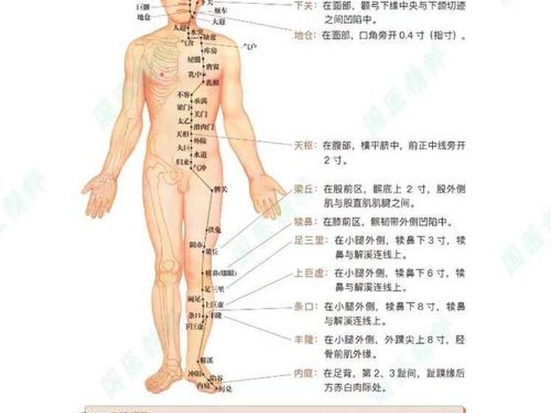 一分钟见效的中医穴位汇总;一分钟学中医全身穴位总结速记 一分钟见效的中医穴位汇总;一分钟学中医全身穴位总结速记