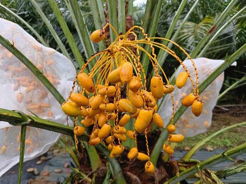 椰枣种子种植步骤 椰枣种子种植步骤视频 椰枣种子种植步骤 椰枣种子种植步骤视频