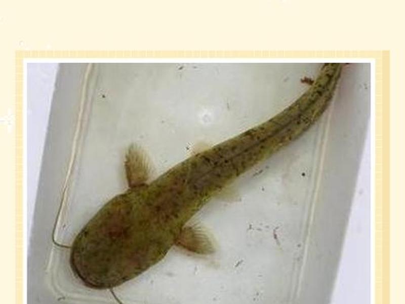 鲶鱼资源;鲶鱼资源丰富吗 鲶鱼资源;鲶鱼资源丰富吗