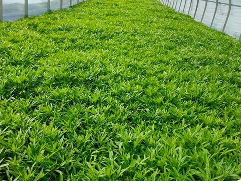 芦蒿苗种植方法(芦蒿苗种植方法图解) 芦蒿苗种植方法(芦蒿苗种植方法图解)
