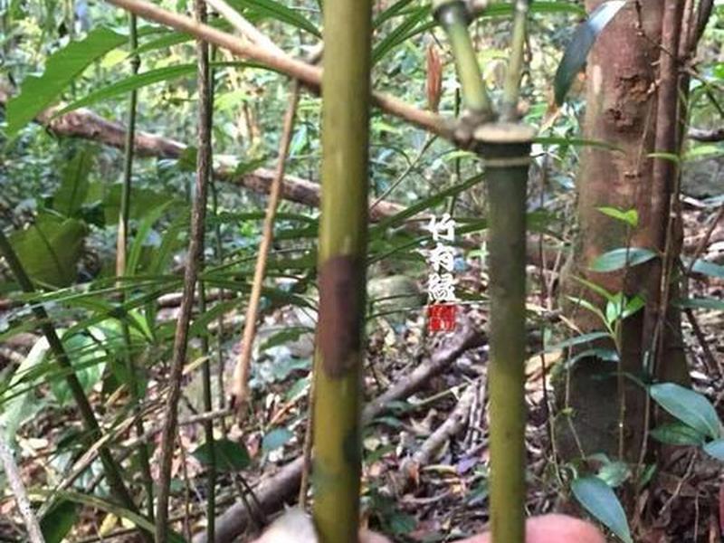 竹子建房教程视频;竹子建房教程视频播放 竹子建房教程视频;竹子建房教程视频播放