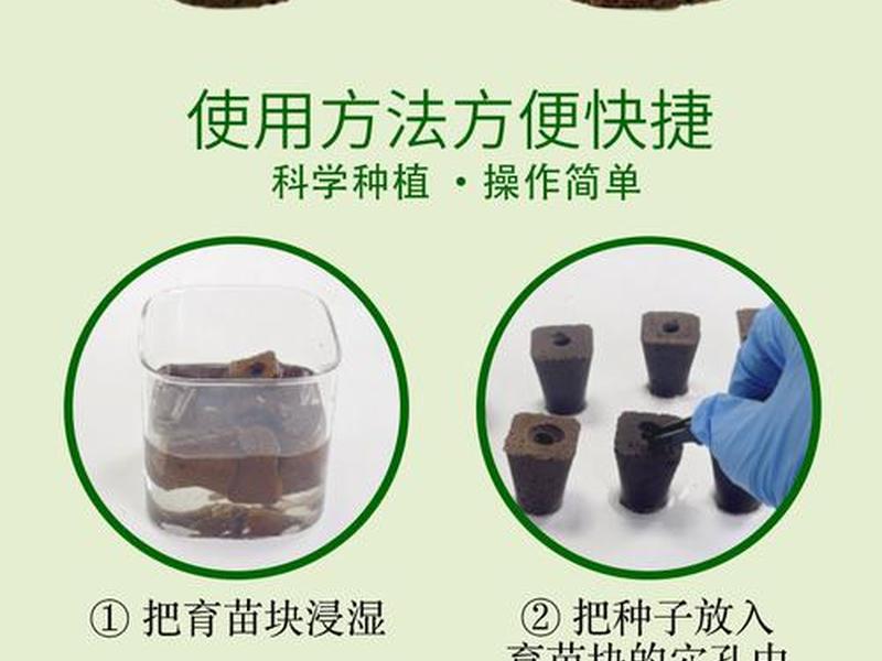 新手菜鸟学育苗;新手菜鸟学育苗教程 新手菜鸟学育苗;新手菜鸟学育苗教程