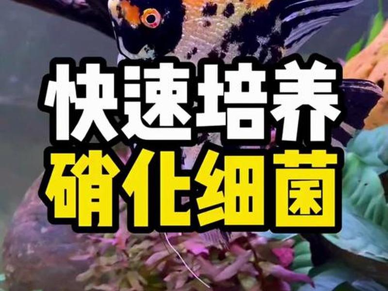 如何快速建立;如何快速建立硝化系统 如何快速建立;如何快速建立硝化系统