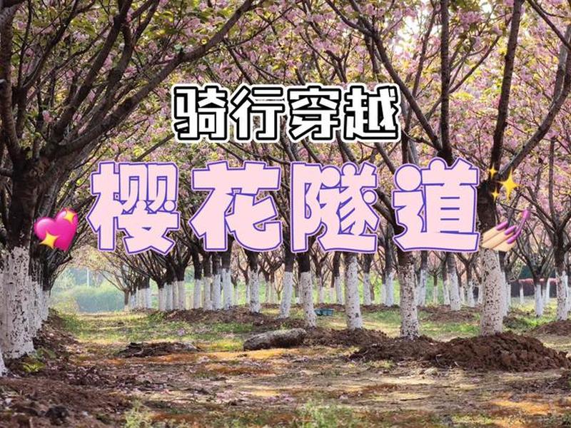 樱花创建隧道教程 - 樱花隧道在哪里 樱花创建隧道教程 - 樱花隧道在哪里