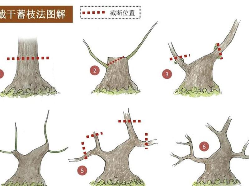 攀树建站流程;攀树教程 攀树建站流程;攀树教程