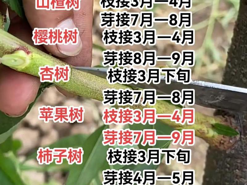 史上最全的十二种果树嫁接技术图解视频(史上最全的十二种果树嫁接技术图解视频教程) 史上最全的十二种果树嫁接技术图解视频(史上最全的十二种果树嫁接技术图解视频教程)