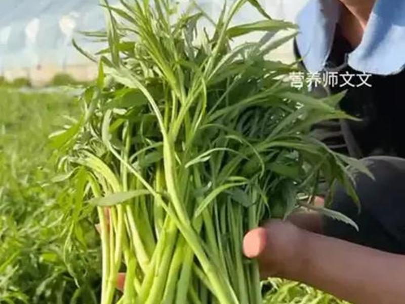 芦蒿育苗移栽方法；芦蒿育苗移栽方法和技术