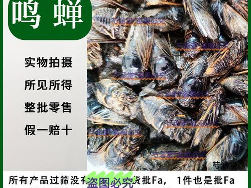 鸣蝉网站在哪找 鸣蝉网站搜索不到 鸣蝉网站在哪找 鸣蝉网站搜索不到