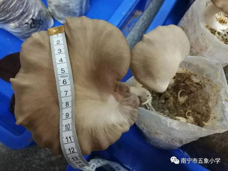 小蘑菇种植全过程记录;小蘑菇种植全过程记录表 小蘑菇种植全过程记录;小蘑菇种植全过程记录表