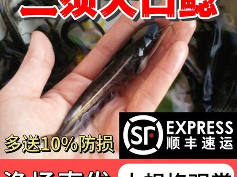 鲶鱼养殖场选址建议 - 鲶鱼养殖场选址建议怎么写 鲶鱼养殖场选址建议 - 鲶鱼养殖场选址建议怎么写