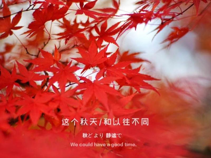 腾讯枫页是什么 - 腾讯枫叶是什么 腾讯枫页是什么 - 腾讯枫叶是什么