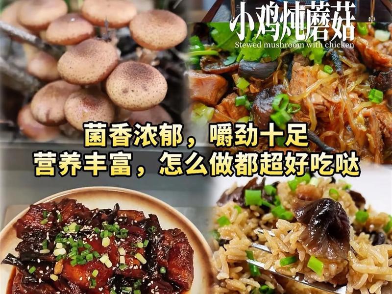 小蘑菇的做法视频、播放小蘑菇的做法 小蘑菇的做法视频、播放小蘑菇的做法