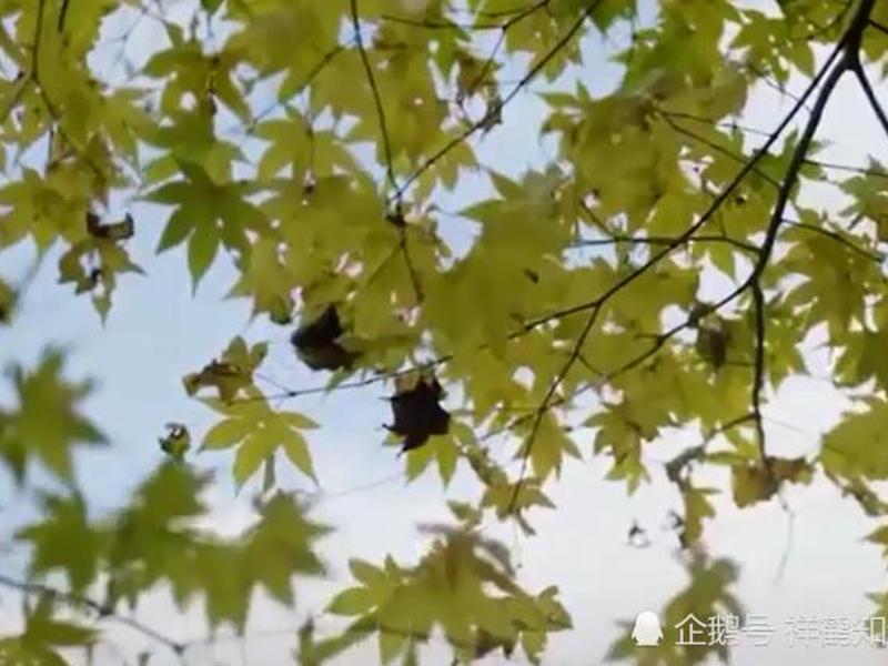 腾讯枫叶建站教程;腾讯枫叶平台官网 腾讯枫叶建站教程;腾讯枫叶平台官网