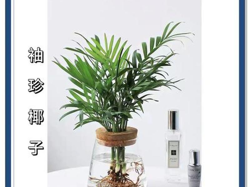 椰果培育的注意事项,椰果培育的注意事项是什么 椰果培育的注意事项,椰果培育的注意事项是什么