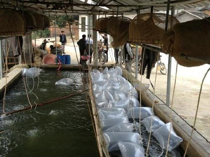 鲶鱼养殖场建造方法,鲶鱼养殖场建造方法图片 鲶鱼养殖场建造方法,鲶鱼养殖场建造方法图片