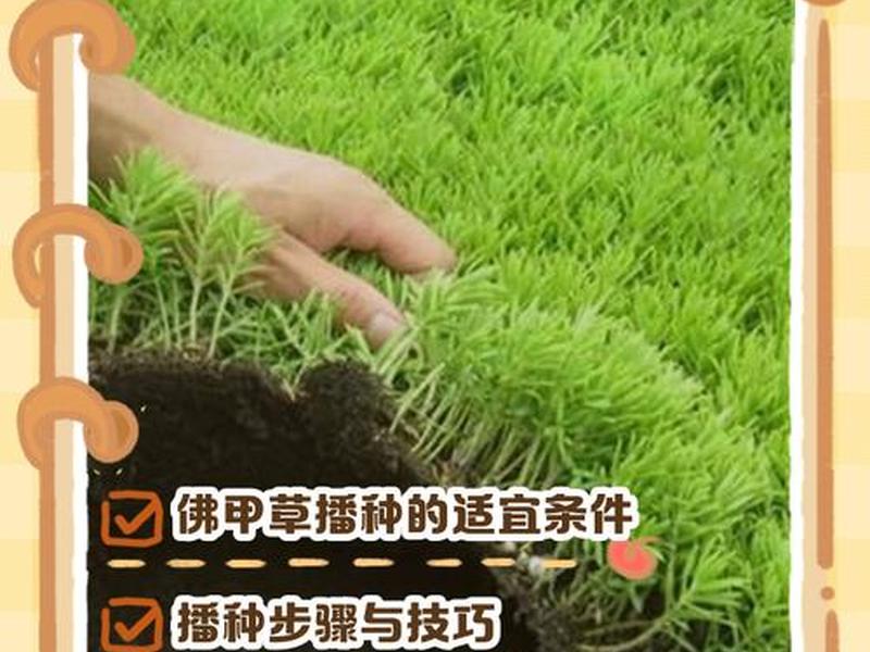 傻瓜式种植教程 傻瓜的种田方式 傻瓜式种植教程 傻瓜的种田方式