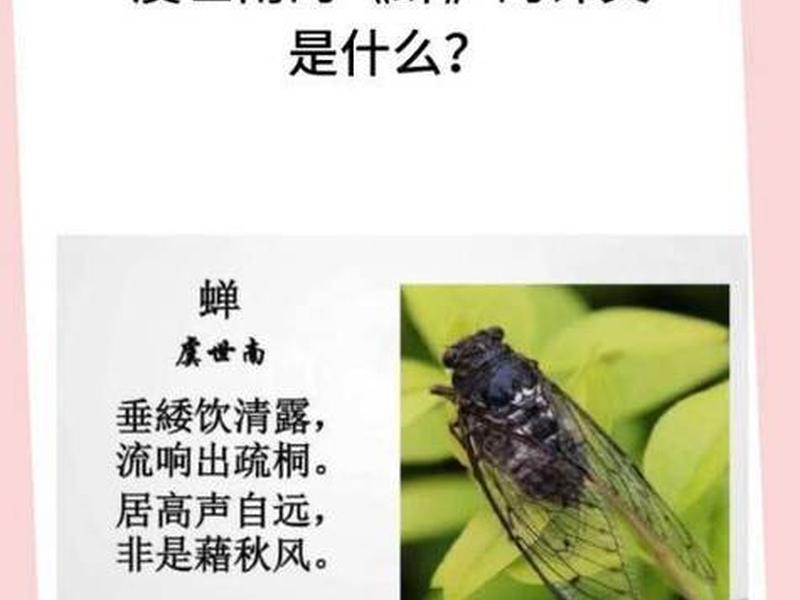 知蝉网是什么水平 知蝉网是什么水平的公司 知蝉网是什么水平 知蝉网是什么水平的公司