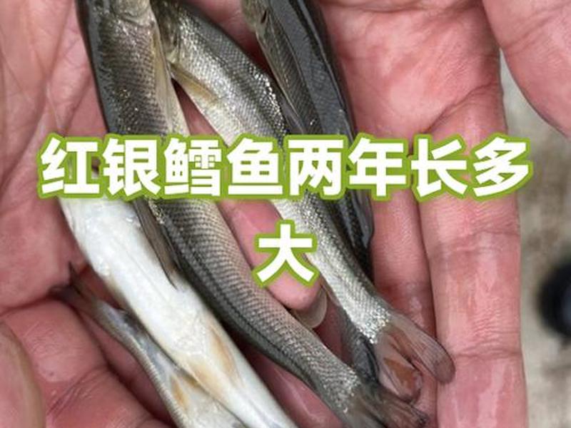 鳕鱼养殖视频教程、鳕鱼养殖视频教程全集 鳕鱼养殖视频教程、鳕鱼养殖视频教程全集
