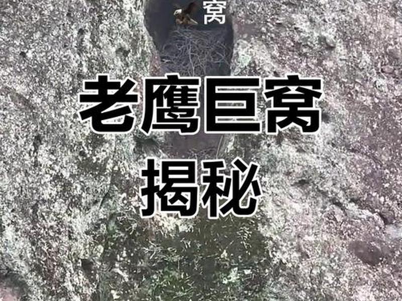 老鹰建巢步骤详解(老鹰建巢要什么东西) 老鹰建巢步骤详解(老鹰建巢要什么东西)