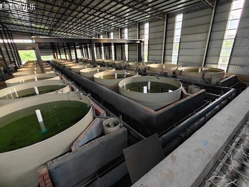 鲶鱼养殖池建设(鲶鱼养殖池建设规范) 鲶鱼养殖池建设(鲶鱼养殖池建设规范)