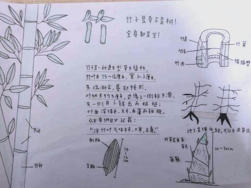 竹子建站模板怎么改文字,竹子建站怎么用 竹子建站模板怎么改文字,竹子建站怎么用