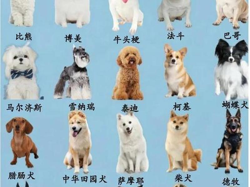 零基础新手养什么小狗合适,新手养什么狗狗合适 零基础新手养什么小狗合适,新手养什么狗狗合适